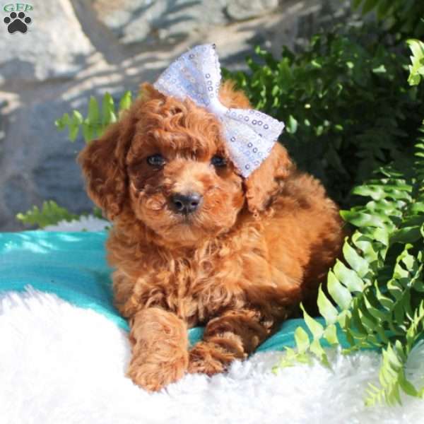 Cathy, Miniature Poodle Puppy