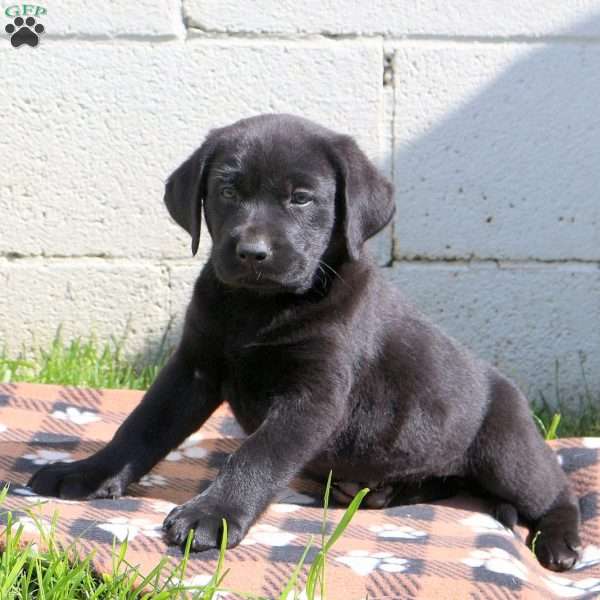 Cathy, Black Labrador Retriever Puppy