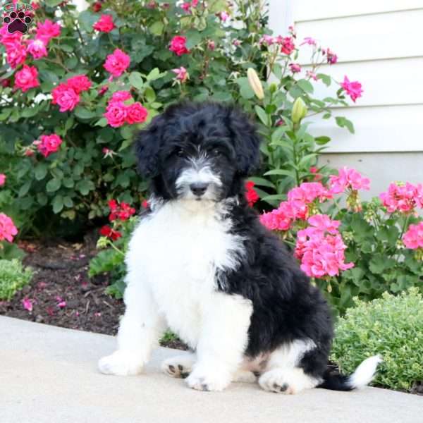 Catie, Mini Aussiedoodle Puppy