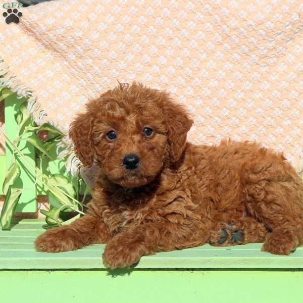 Cayde, Mini Labradoodle Puppy