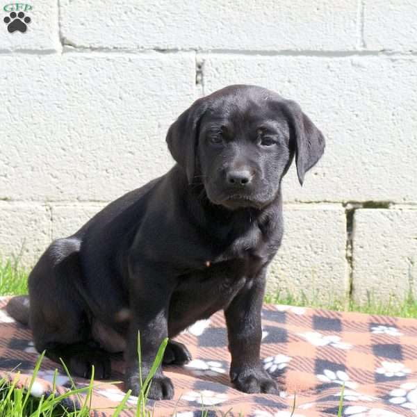 Cayla, Black Labrador Retriever Puppy