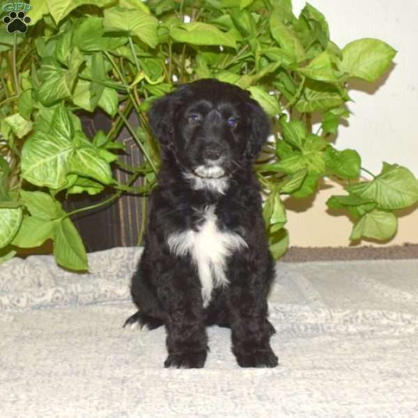 Champ, Mini Aussiedoodle Puppy