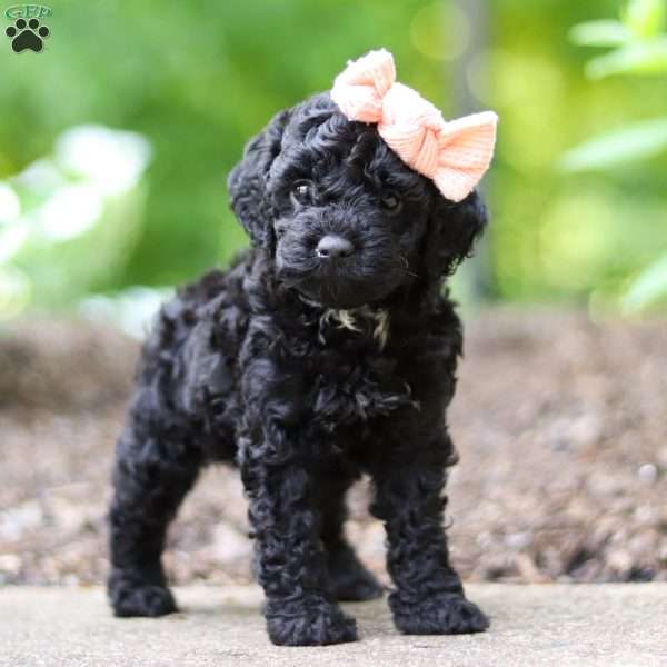 Chanel, Cockapoo Puppy