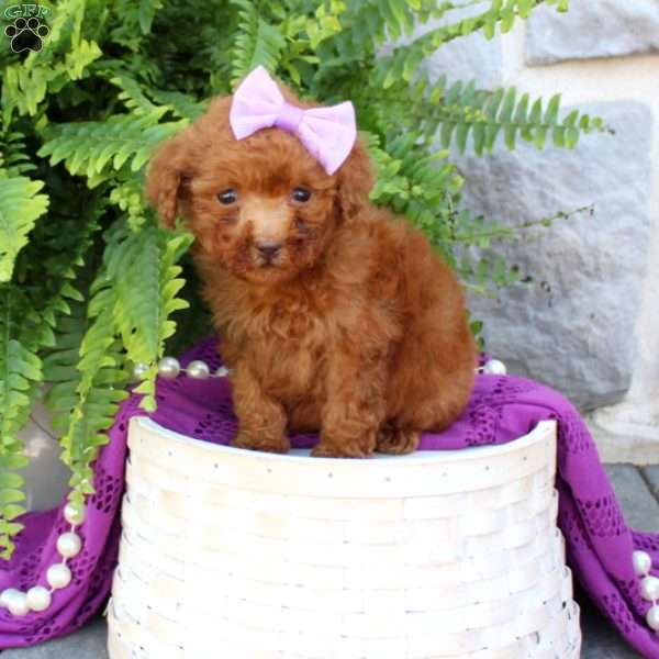 Chantell, Miniature Poodle Puppy