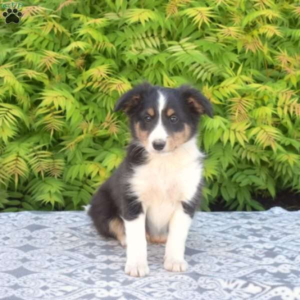 Charlie, Miniature Australian Shepherd Mix Puppy