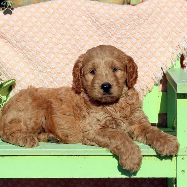 Charlie, Mini Labradoodle Puppy