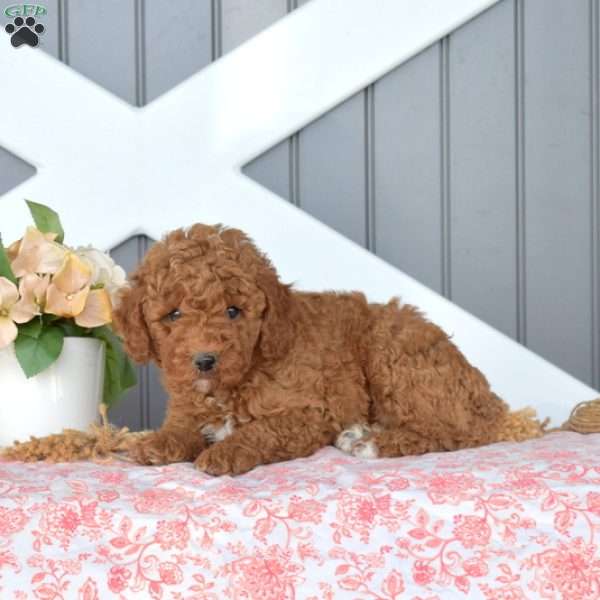 Charlie, Miniature Poodle Puppy