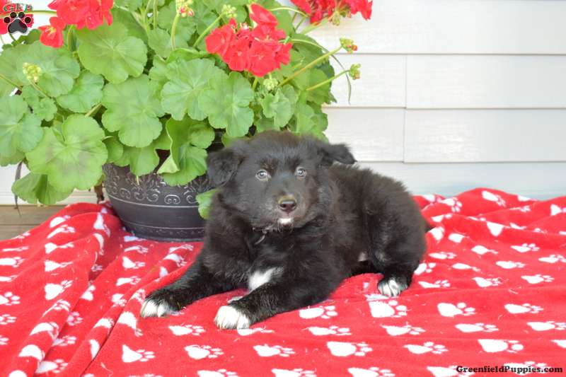 Charlie - Border Collie Mix Puppy For Sale in Pennsylvania