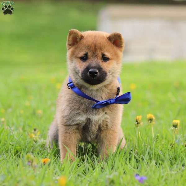 Charlie, Shiba Inu Puppy