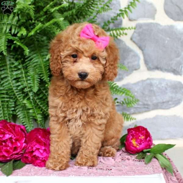 Charlotte, Miniature Poodle Puppy