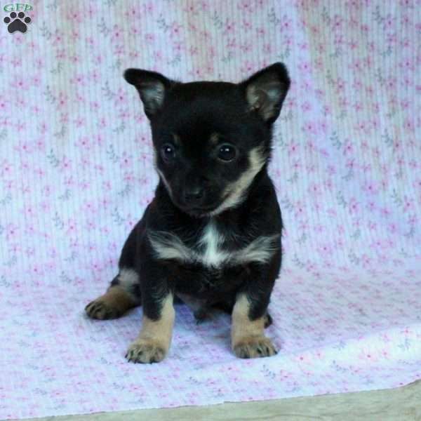 Charming Chipper, Chihuahua Puppy