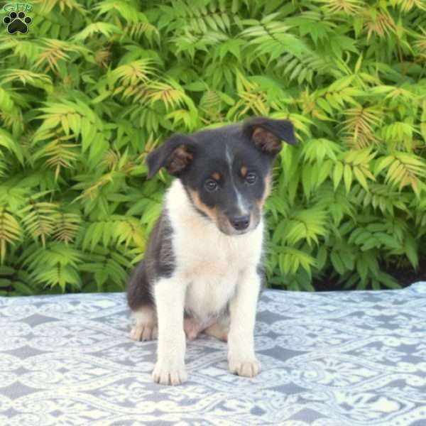 Chase, Miniature Australian Shepherd Mix Puppy