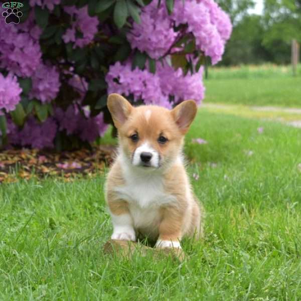 Chase, Pembroke Welsh Corgi Puppy