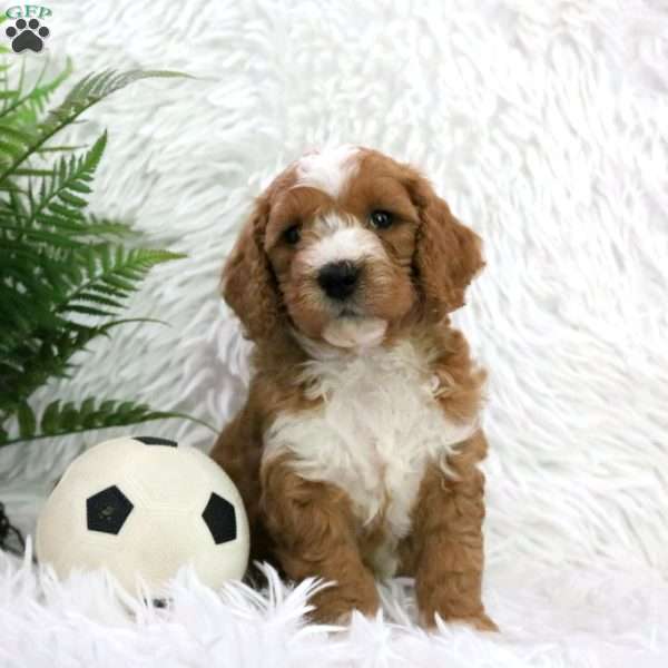 Chase, Mini Goldendoodle Puppy