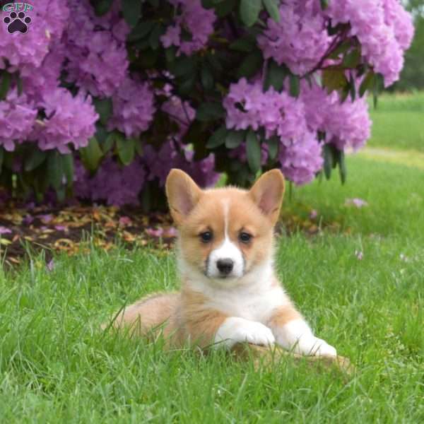 Cheddar, Pembroke Welsh Corgi Puppy