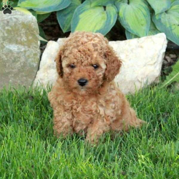 Chelsea, Miniature Poodle Puppy