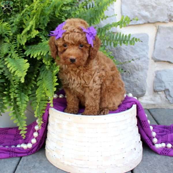 Cherish, Miniature Poodle Puppy