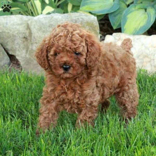 Cherry, Miniature Poodle Puppy