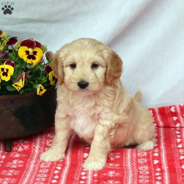 Chewy, Mini Labradoodle Puppy