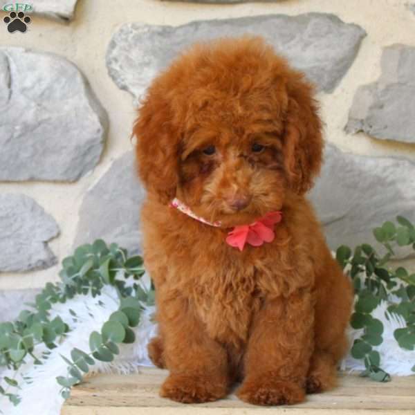 Chiara, Miniature Poodle Puppy