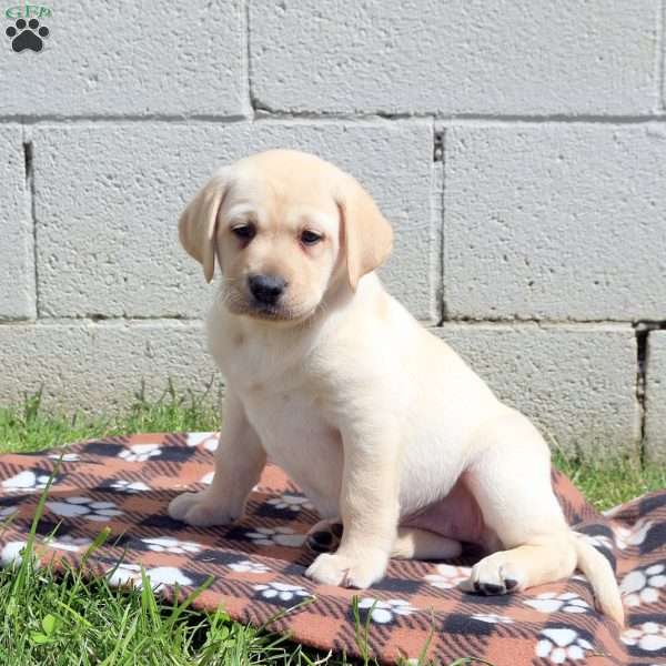 Chica, Yellow Labrador Retriever Puppy