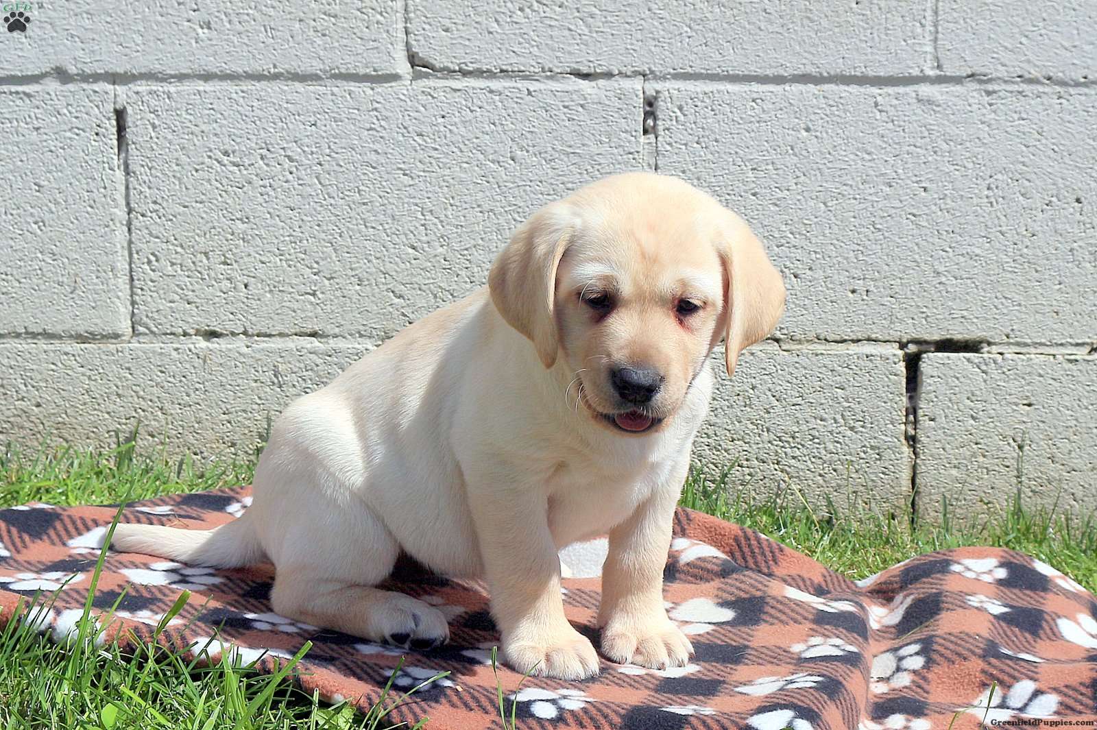 Chica - Yellow Labrador Retriever Puppy For Sale in Pennsylvania