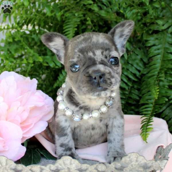 Chickadee, French Bulldog Puppy