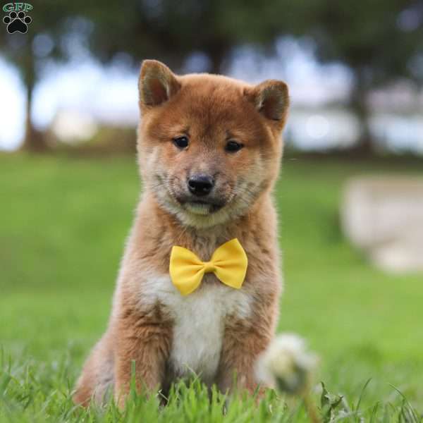 Chip, Shiba Inu Puppy