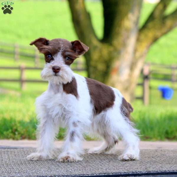 Chloe, Miniature Schnauzer Puppy