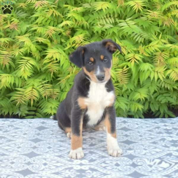 Chloe, Miniature Australian Shepherd Mix Puppy