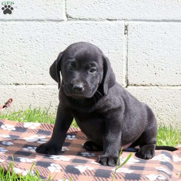 Chloe, Black Labrador Retriever Puppy