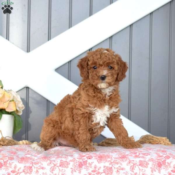 Chloe, Miniature Poodle Puppy