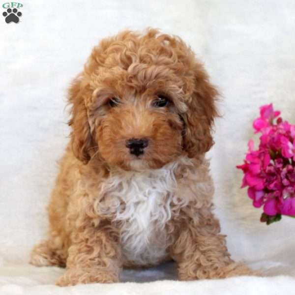 Cinderella, Miniature Poodle Puppy