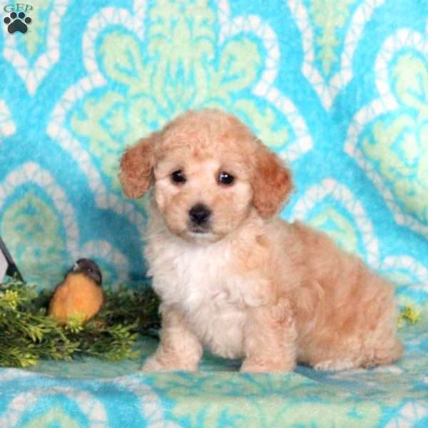 Cindy, Miniature Poodle Puppy