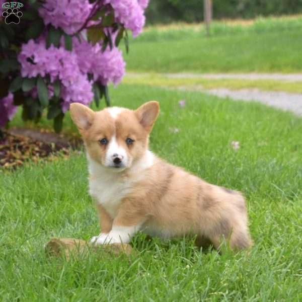 Cinnamon, Pembroke Welsh Corgi Puppy