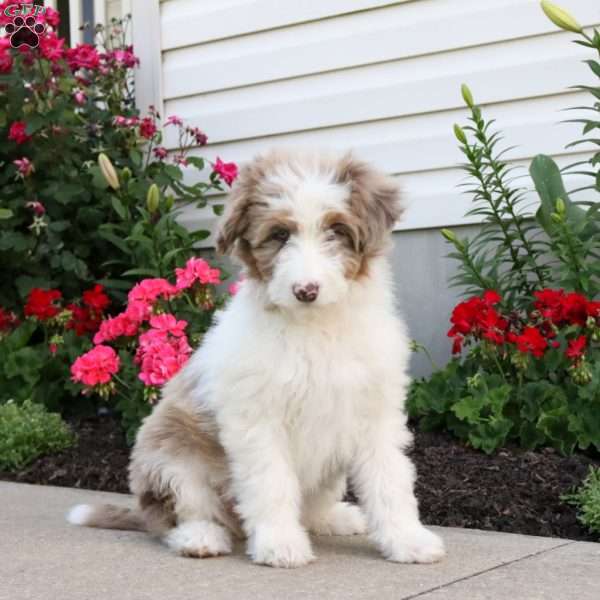 Clementine, Mini Aussiedoodle Puppy