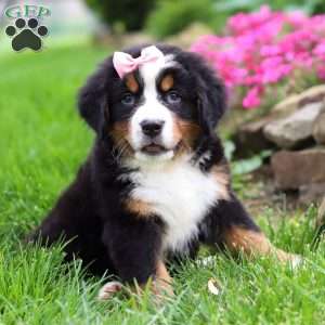 Cleo, Bernese Mountain Dog Puppy