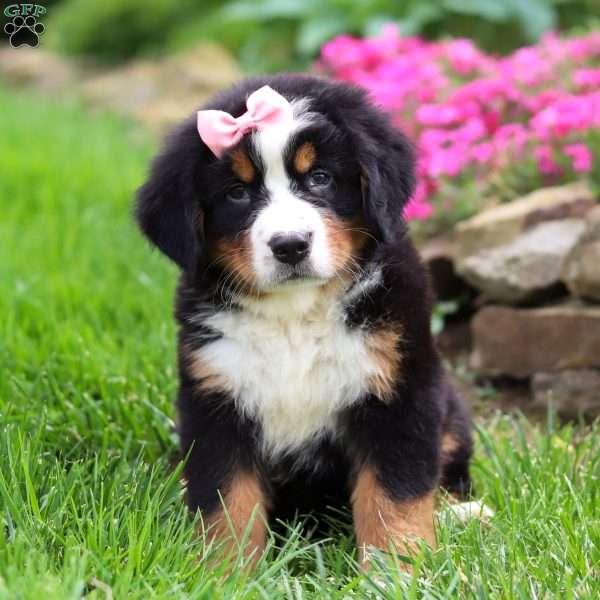 Cleo, Bernese Mountain Dog Puppy