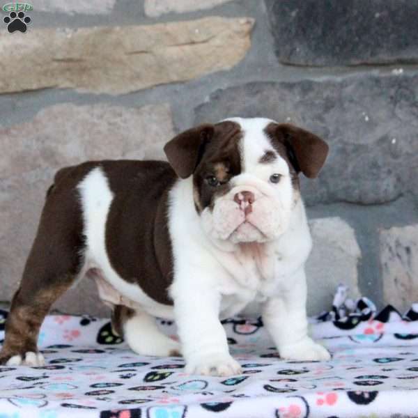 Clyde, English Bulldog Puppy