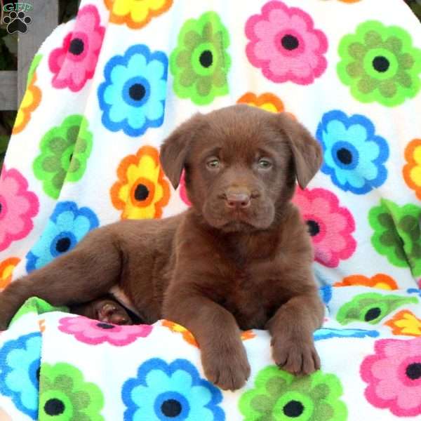 Cocoa, Chocolate Labrador Retriever Puppy