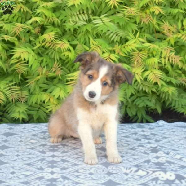 Coconut, Miniature Australian Shepherd Mix Puppy