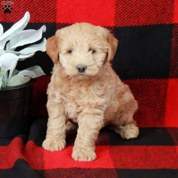 Cody, Mini Labradoodle Puppy