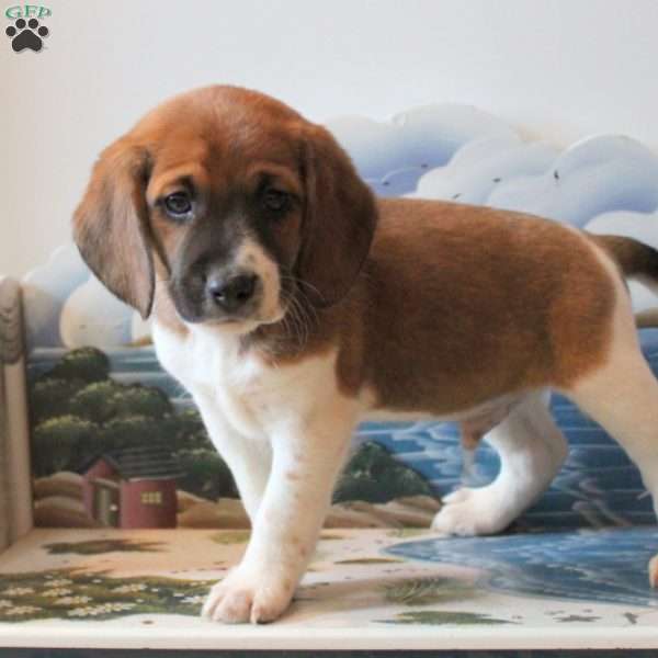 Cody, Beagle Mix Puppy