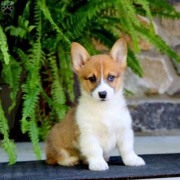 Cody, Pembroke Welsh Corgi Puppy