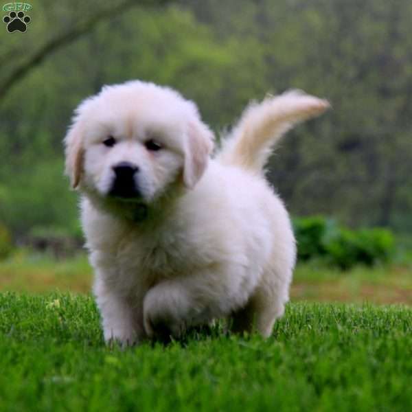 Cody, English Cream Golden Retriever Puppy