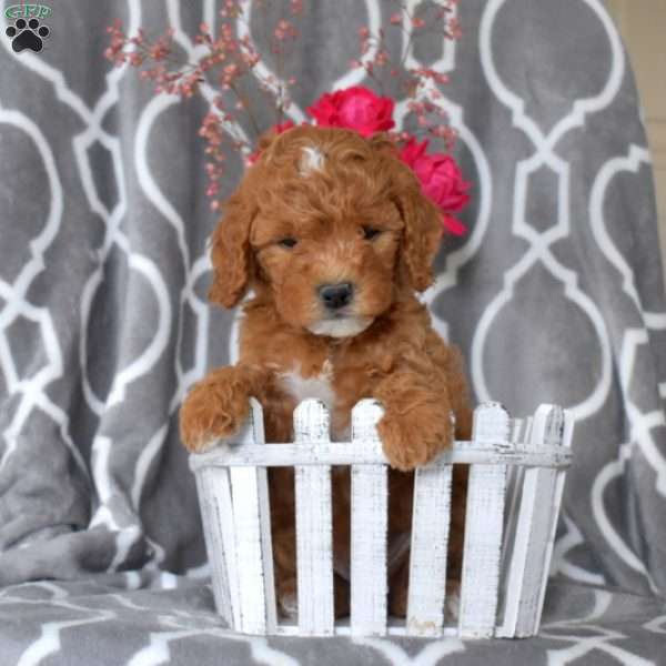 Colby, Cavapoo Puppy