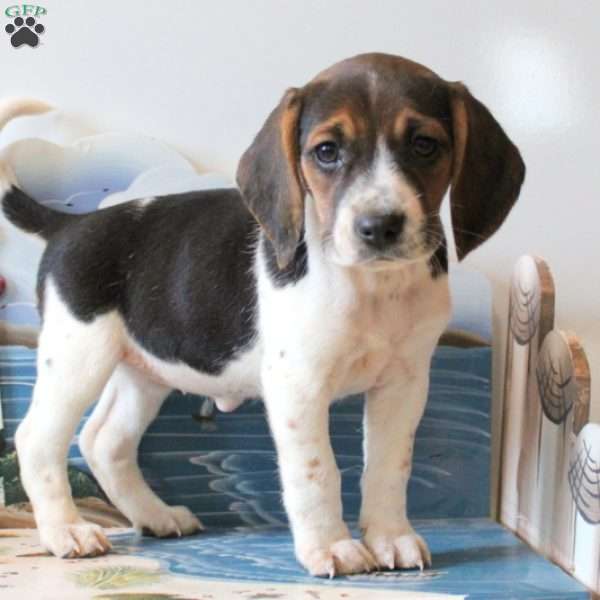 Colton, Beagle Mix Puppy