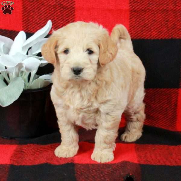 Colton, Mini Labradoodle Puppy