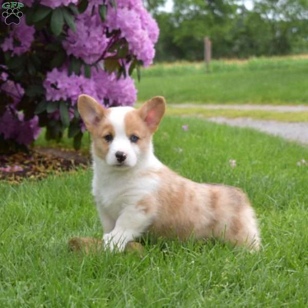 Comet, Pembroke Welsh Corgi Puppy