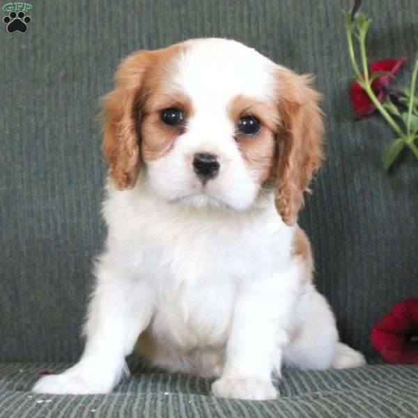 Conner, Cavalier King Charles Spaniel Puppy
